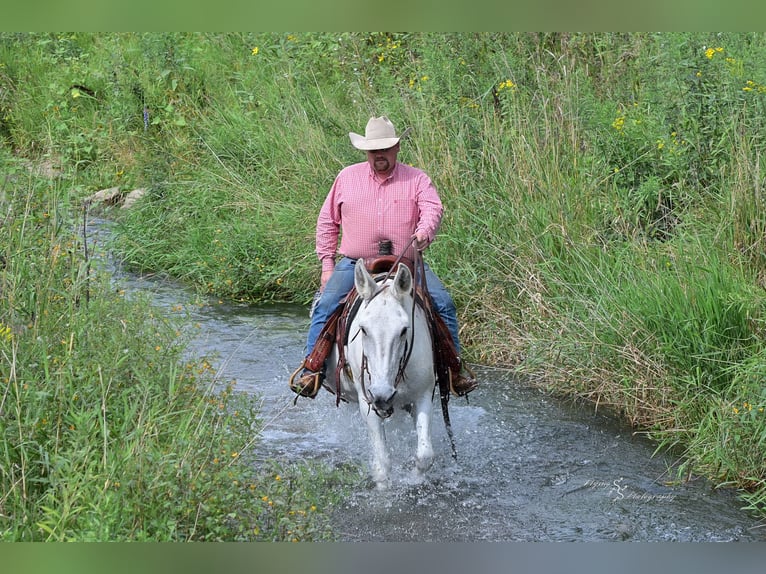 Mule Gelding 12 years 15 hh Grey in Hastings