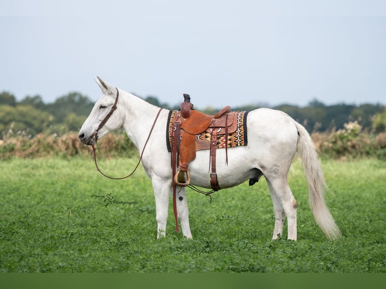 Mule Gelding 12 years 15 hh Grey in Hastings