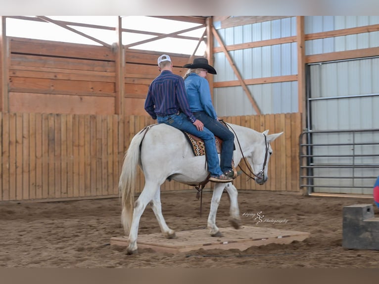 Mule Gelding 12 years 15 hh Grey in Hastings