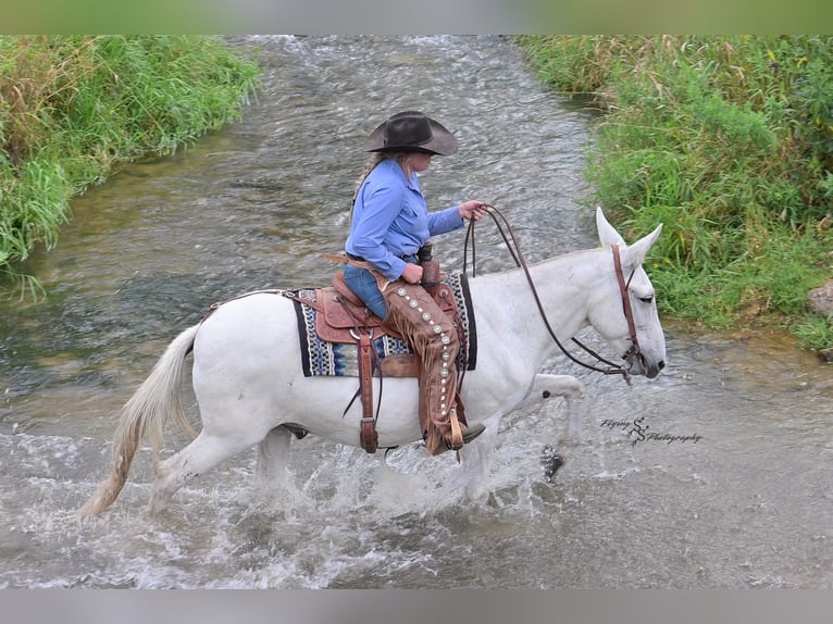 Mule Gelding 12 years 15 hh Grey in Hastings