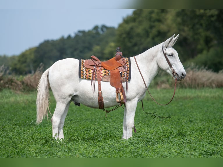 Mule Gelding 12 years 15 hh Grey in Hastings