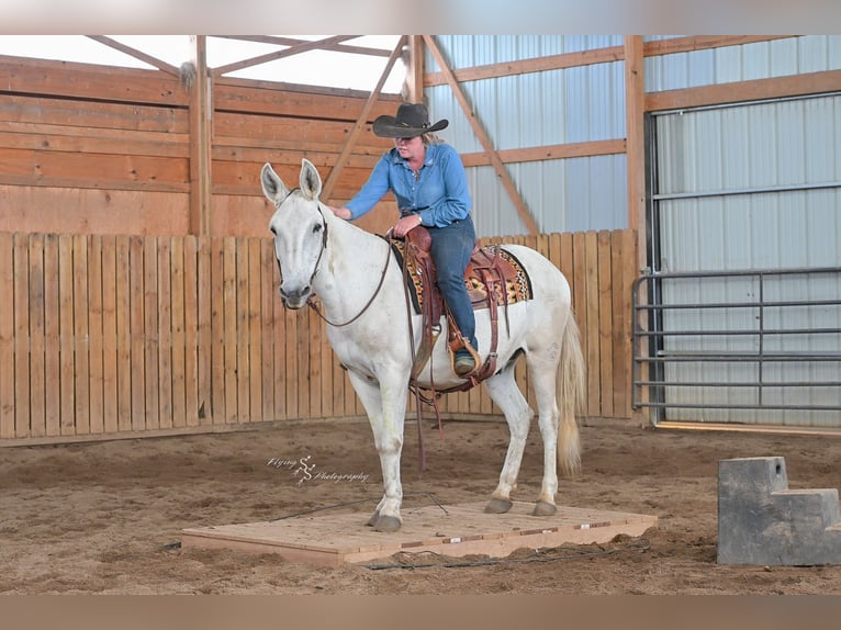 Mule Gelding 12 years 15 hh Grey in Hastings