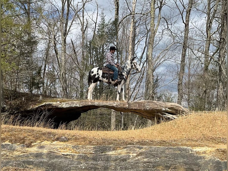 Mule Gelding 12 years 15 hh Tobiano-all-colors in Whitley City KY