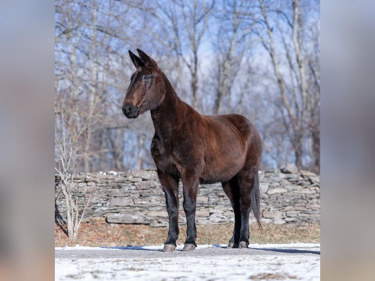 Mule Gelding 12 years 15,3 hh Black in EVERETT, PA