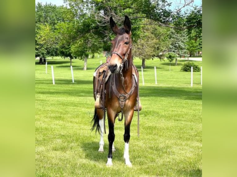 Mule Gelding 12 years Bay in Zearing IA