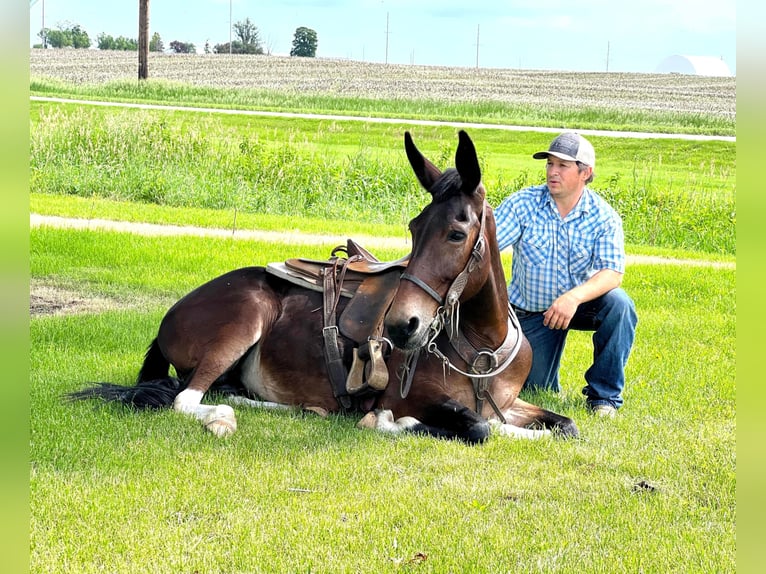 Mule Gelding 12 years Bay in Zearing IA