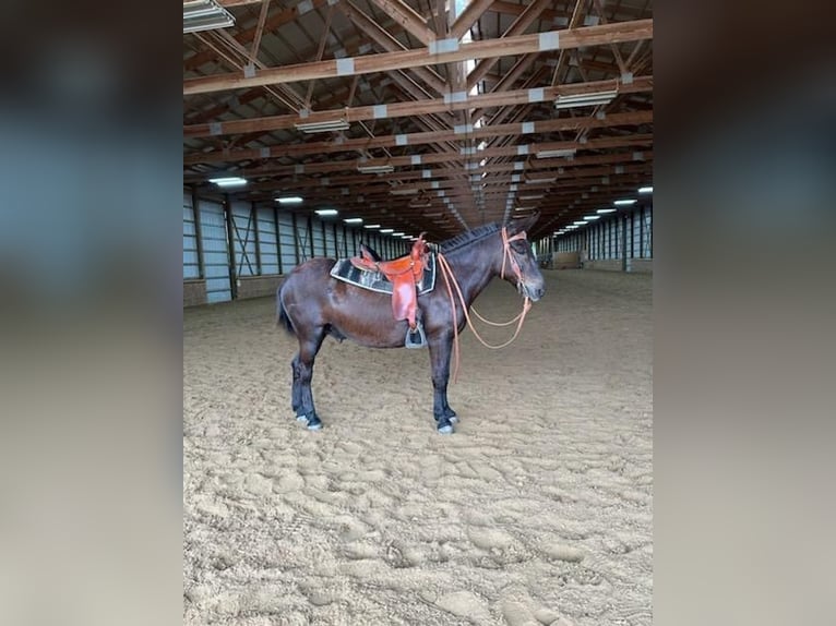 Mule Gelding 12 years Black in freeburg IL