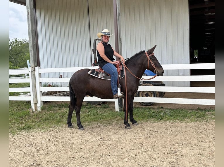 Mule Gelding 12 years Black in freeburg IL