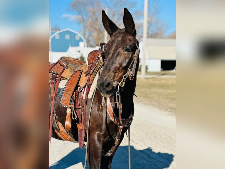 Mule Gelding 12 years Black in Zearing IA