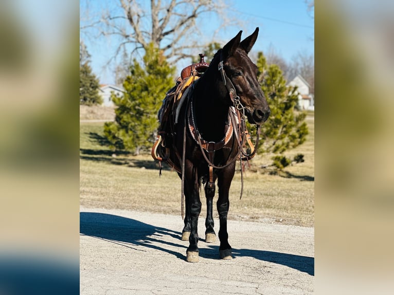 Mule Gelding 12 years Black in Zearing IA