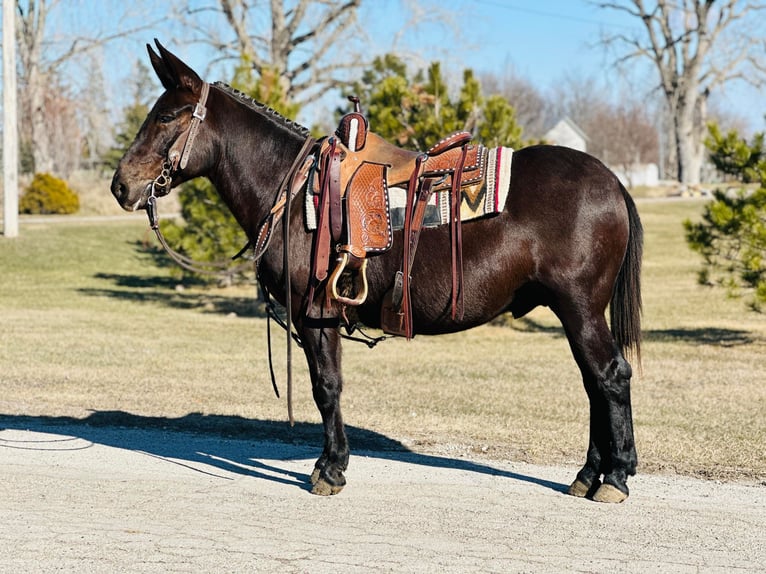 Mule Gelding 12 years Black in Zearing IA