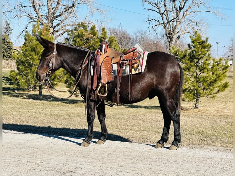 Mule Gelding 12 years Black in Zearing IA