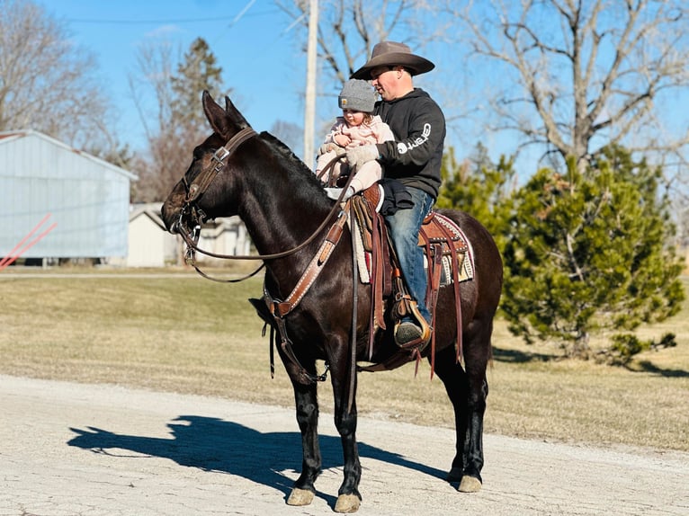 Mule Gelding 12 years Black in Zearing IA