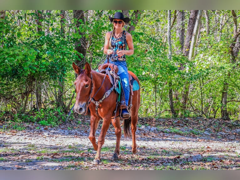 Mule Gelding 12 years Chestnut in Flemingsburg KY