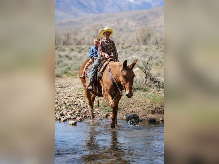 Mule Gelding 12 years Palomino in Cody