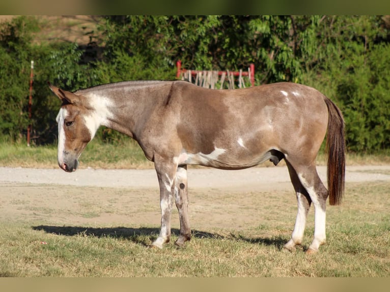 Mule Gelding 12 years Pinto in Whitesboro