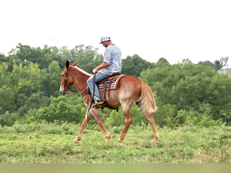 Mule Gelding 12 years Sorrel in Brooksville KY