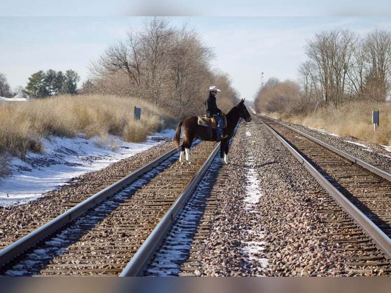 Mule Gelding 13 years 14,1 hh Chestnut in Sweet Springs, MO