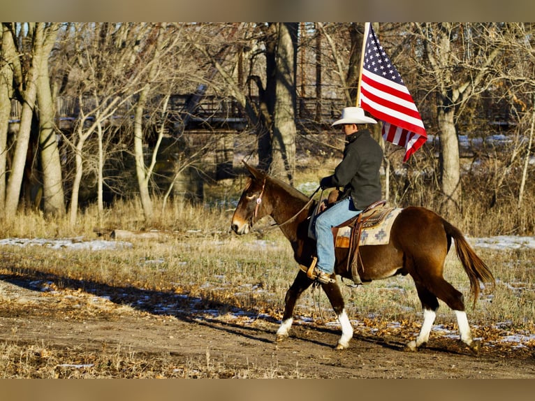 Mule Gelding 13 years 14,1 hh Chestnut in Sweet Springs, MO