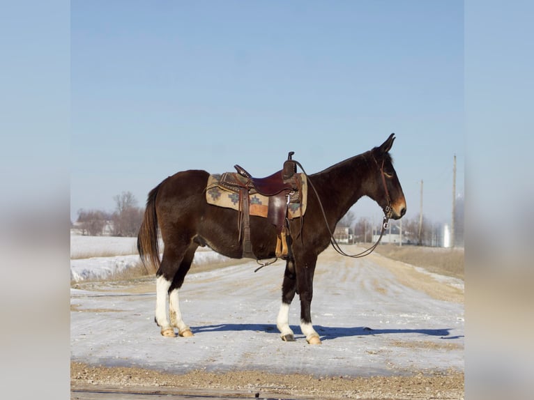 Mule Gelding 13 years 14,1 hh Chestnut in Sweet Springs, MO