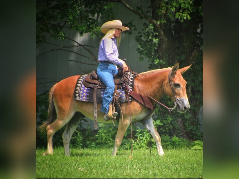 Mule Gelding 13 years 14,1 hh Sorrel in Borden, IN