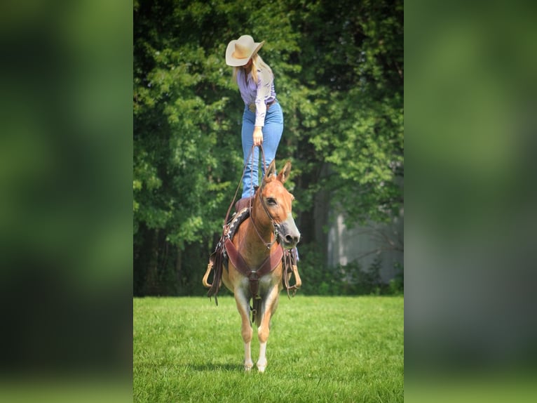 Mule Gelding 13 years 14,1 hh Sorrel in Borden, IN