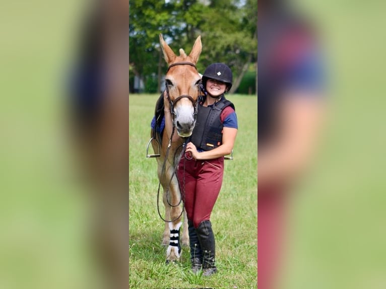 Mule Gelding 13 years 14,1 hh Sorrel in Borden, IN