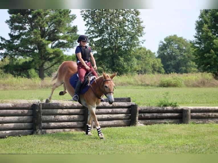 Mule Gelding 13 years 14,1 hh Sorrel in Borden, IN