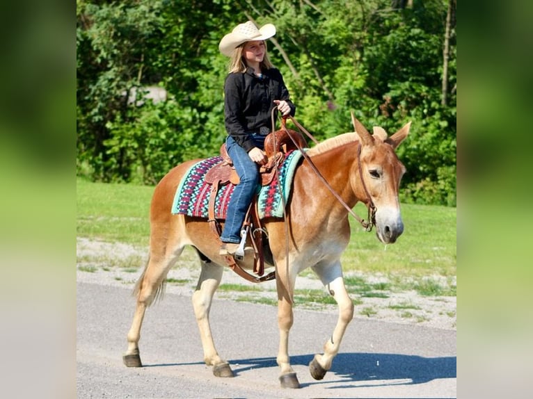 Mule Gelding 13 years 14,1 hh Sorrel in Borden, IN