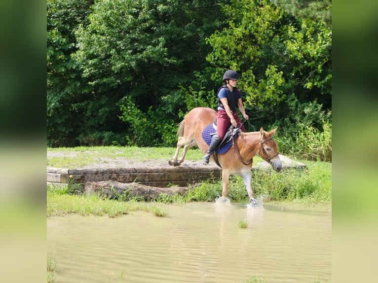 Mule Gelding 13 years 14,1 hh Sorrel in Borden, IN