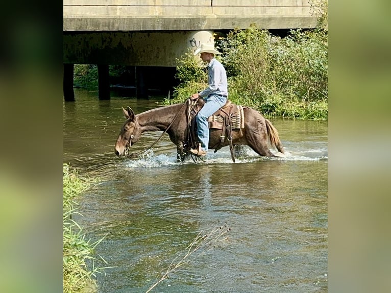 Mule Gelding 13 years 14,1 hh in Hastings