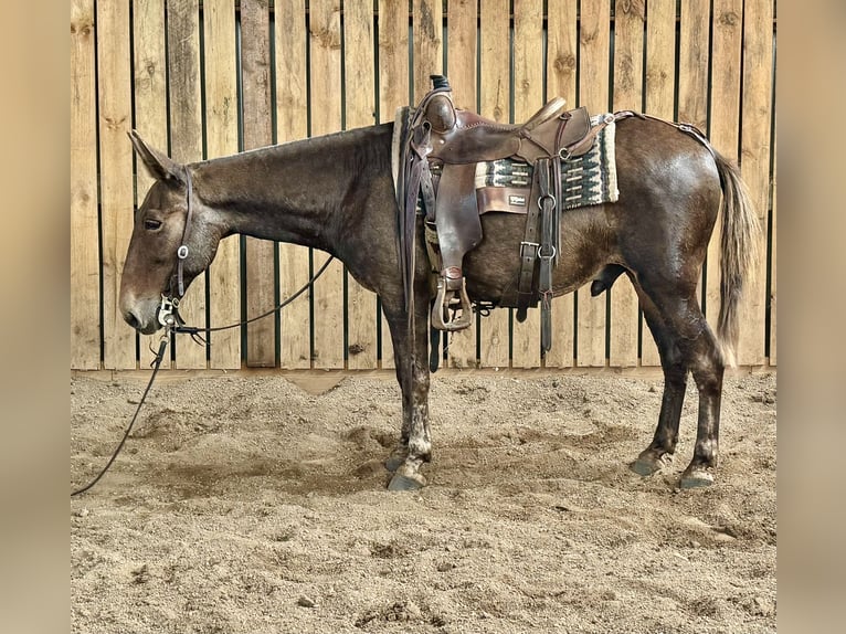 Mule Gelding 13 years 14,1 hh in Hastings