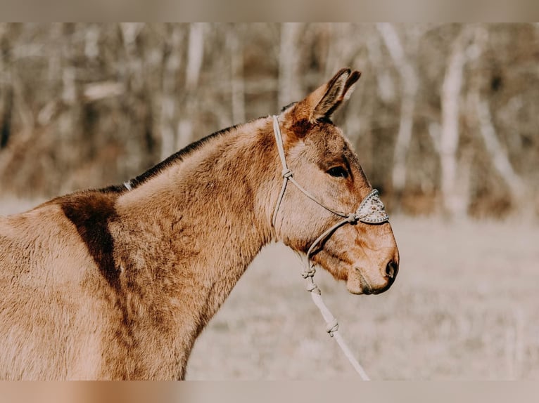 Mule Gelding 13 years 14,3 hh Dun in Hillsboro KY