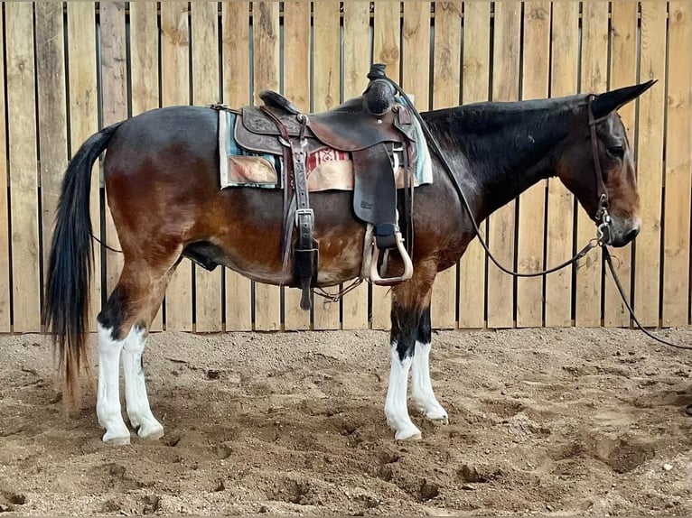 Mule Gelding 13 years 14 hh Bay in Cannon Falls, MN