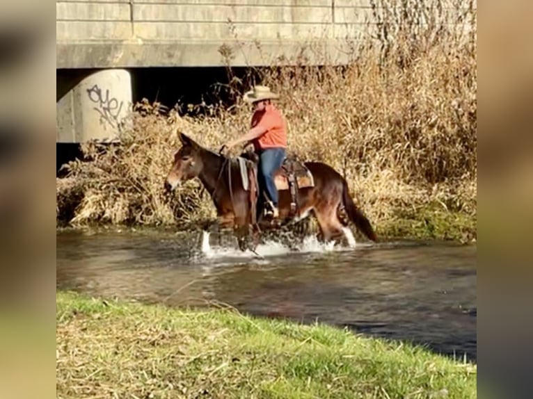 Mule Gelding 13 years 14 hh Bay in Cannon Falls, MN