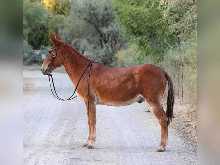 Mule Gelding 13 years 14 hh Chestnut in Camp Verde AZ