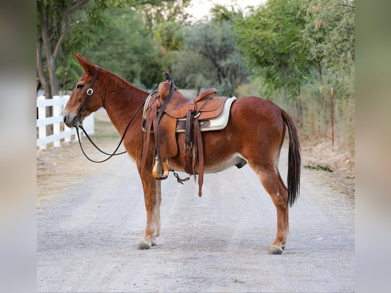 Mule Gelding 13 years 14 hh Chestnut in Camp Verde AZ