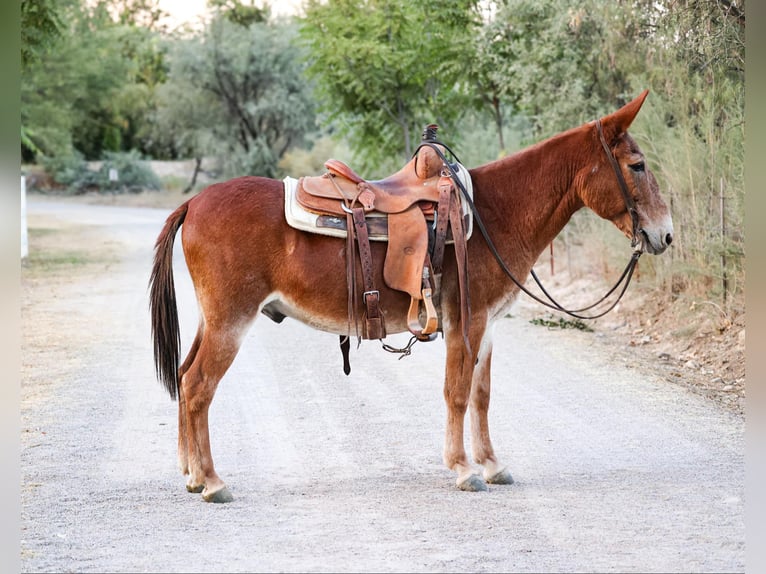 Mule Gelding 13 years 14 hh Chestnut in Camp Verde AZ