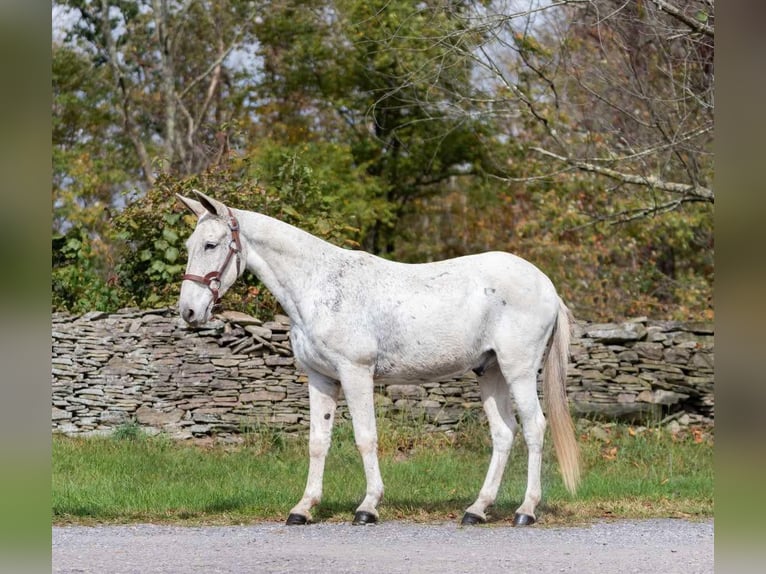Mule Gelding 13 years 14,1 hh Grey in Everett PA