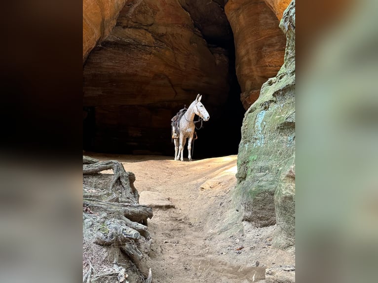 Mule Gelding 13 years 14,1 hh Grey in Everett PA