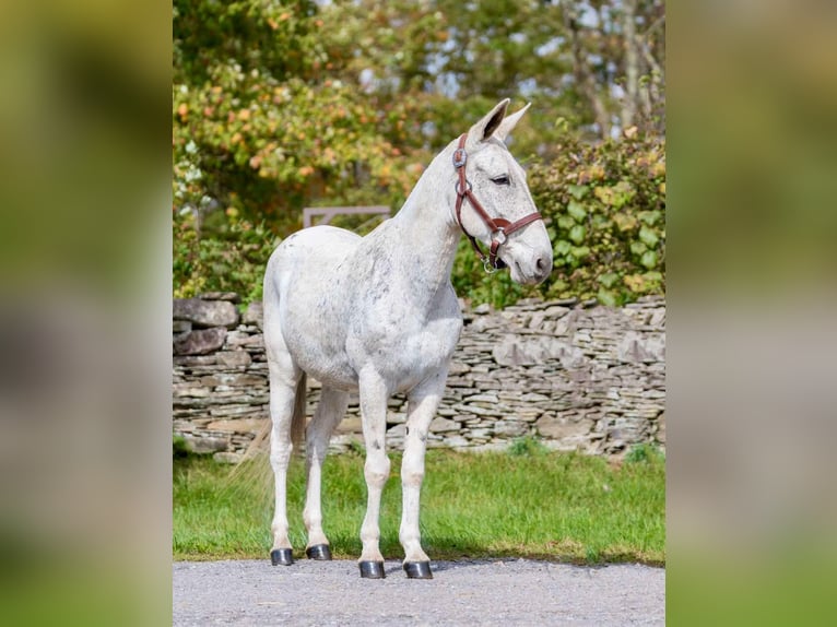Mule Gelding 13 years 14,1 hh Grey in Everett PA