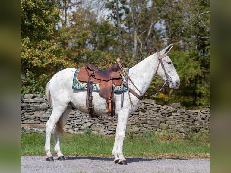 Mule Gelding 13 years 14,1 hh Grey in Everett PA