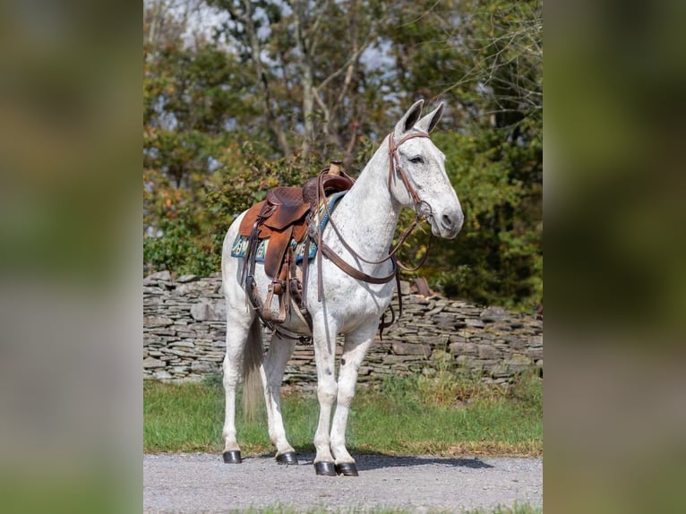 Mule Gelding 13 years 14,1 hh Grey in Everett PA