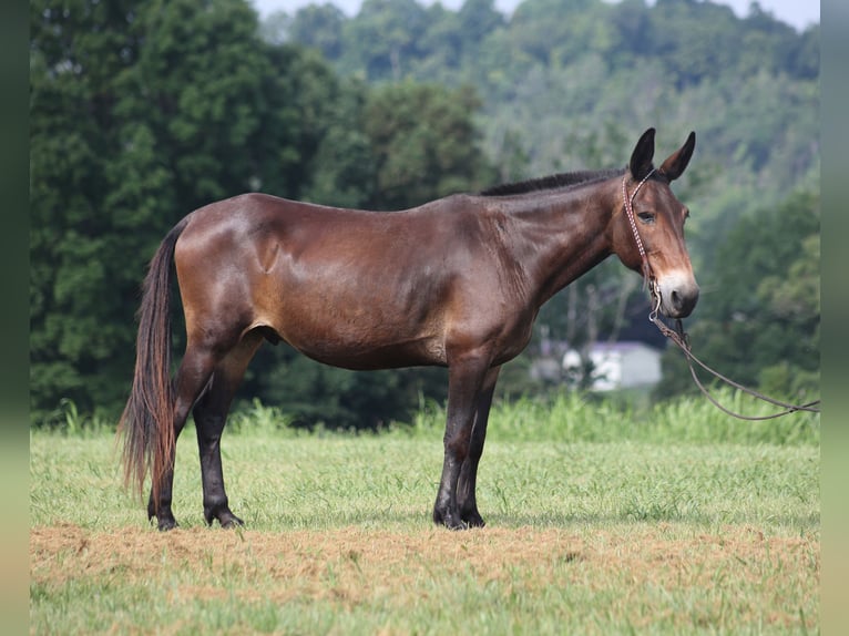 Mule Gelding 13 years 14,2 hh Bay in Whitley City KY