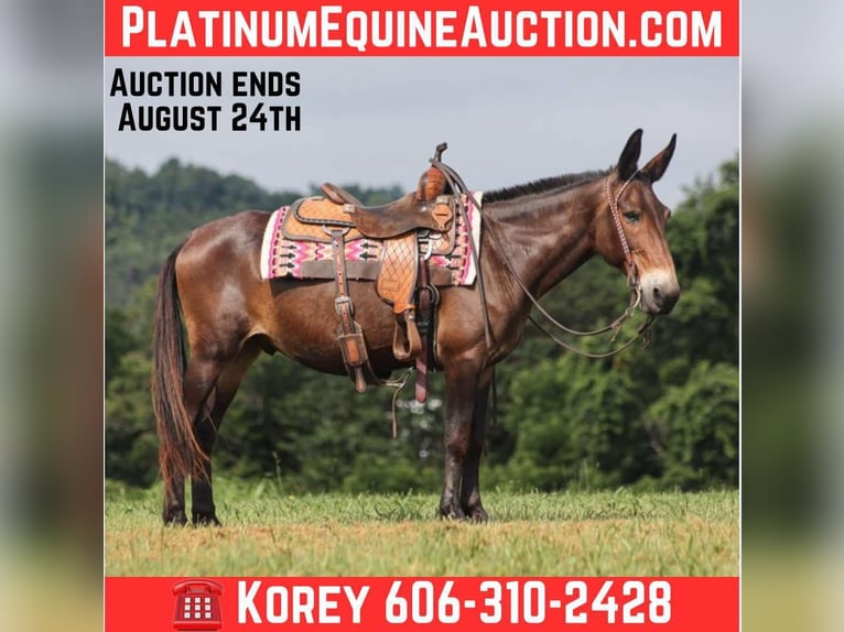 Mule Gelding 13 years 14,2 hh Bay in Whitley City KY