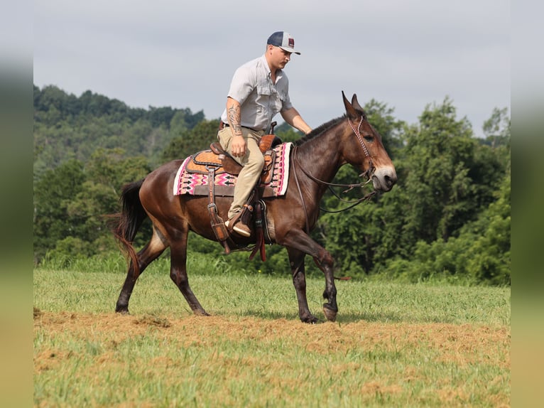 Mule Gelding 13 years 14,2 hh Bay in Whitley City KY
