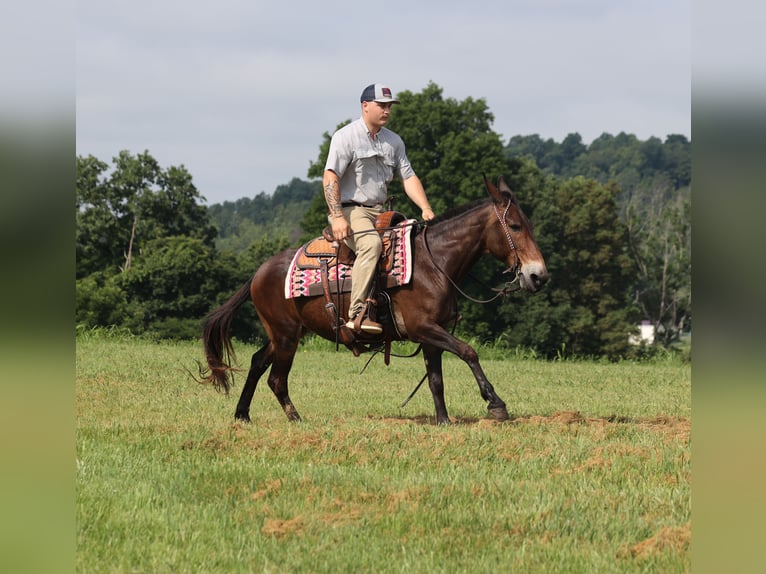 Mule Gelding 13 years 14,2 hh Bay in Whitley City KY