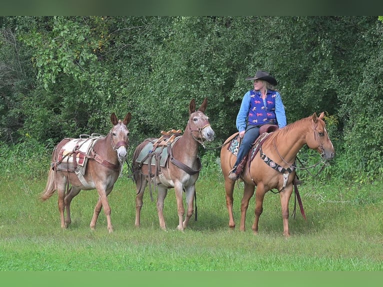 Mule Gelding 13 years 14,3 hh in Hastings