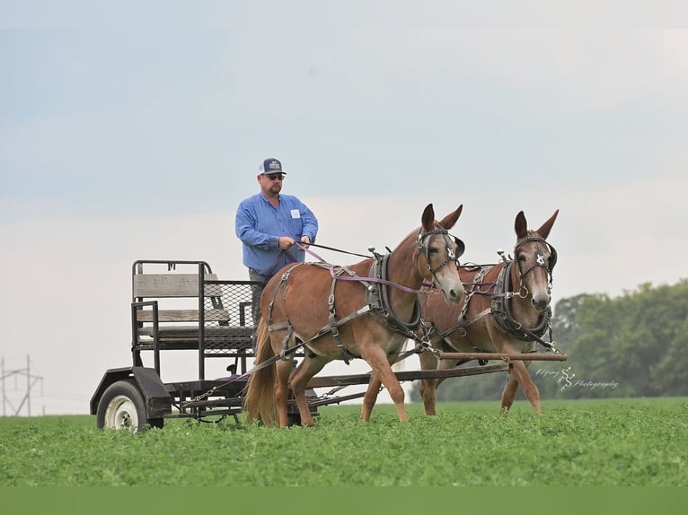 Mule Gelding 13 years 14,3 hh in Hastings