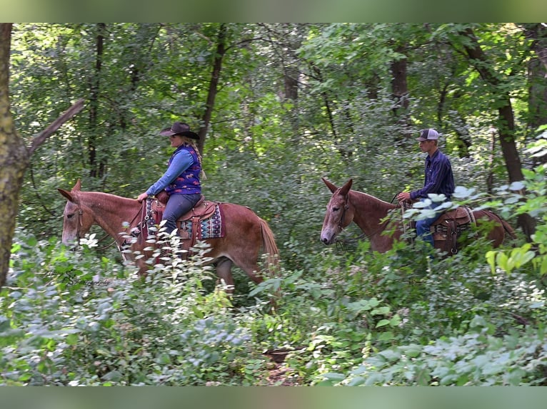 Mule Gelding 13 years 14,3 hh in Hastings
